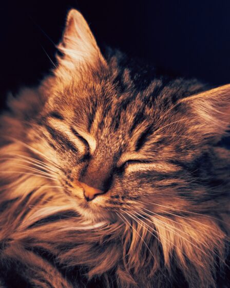 Rüyalarınızda Bir Kedi Gördüyseniz - Hayatınızın Gizemli İpuçları görseli 3