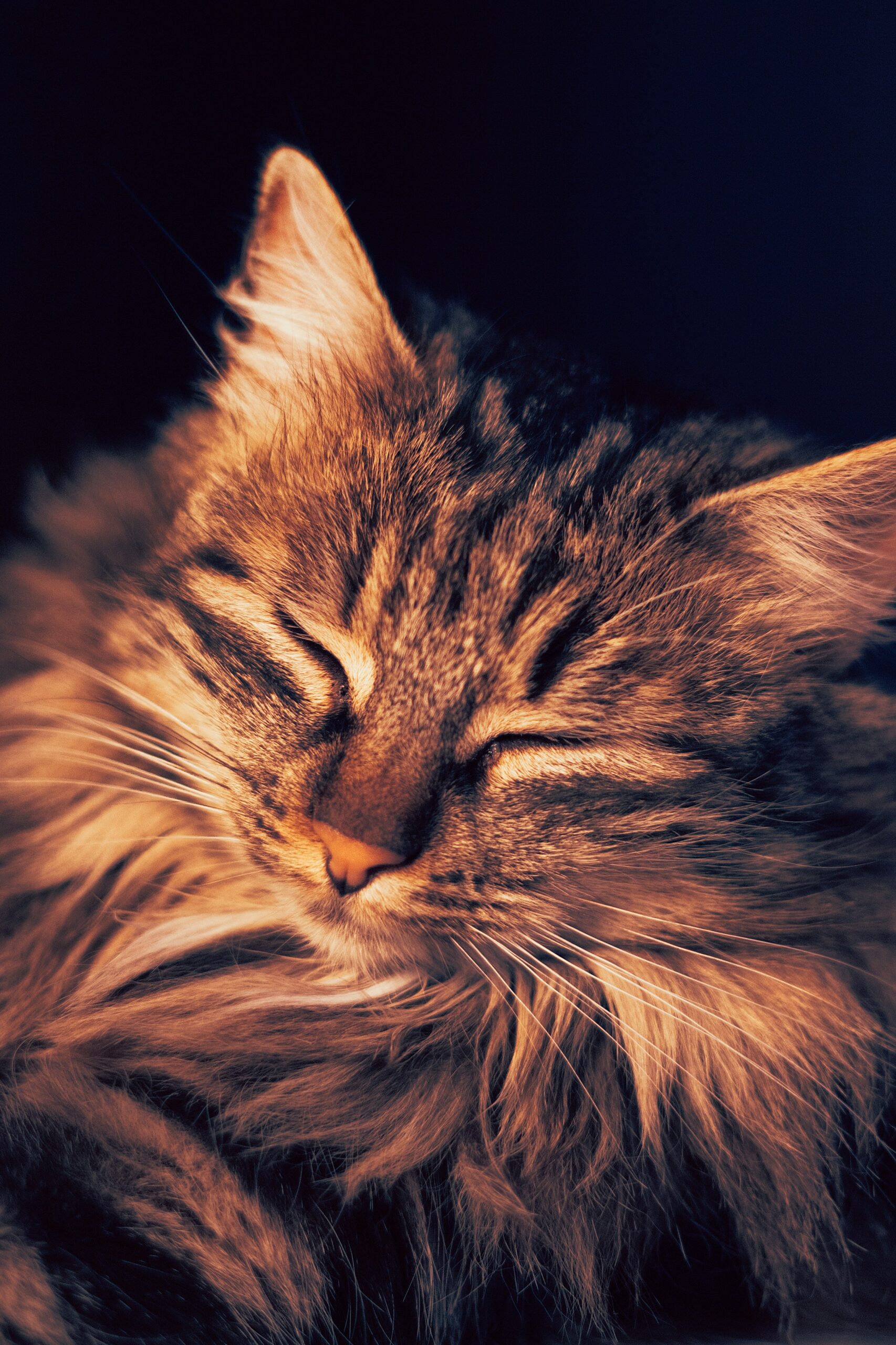 Rüyalarınızda Bir Kedi Gördüyseniz - Hayatınızın Gizemli İpuçları görseli 3