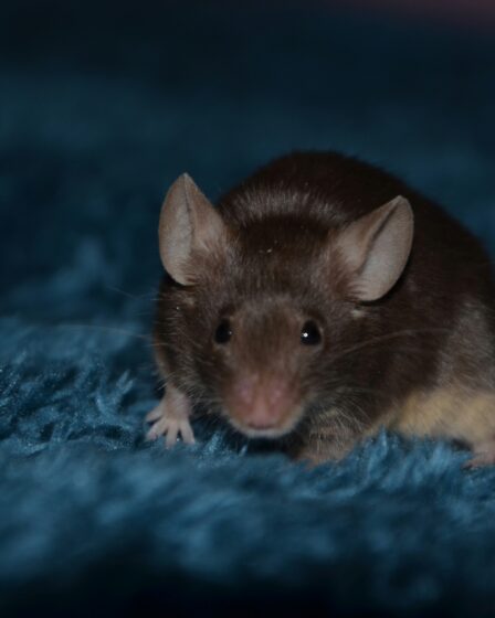 Rüyada Fare Görmek - Bilinçaltının Gizemli Mesajları görseli 3