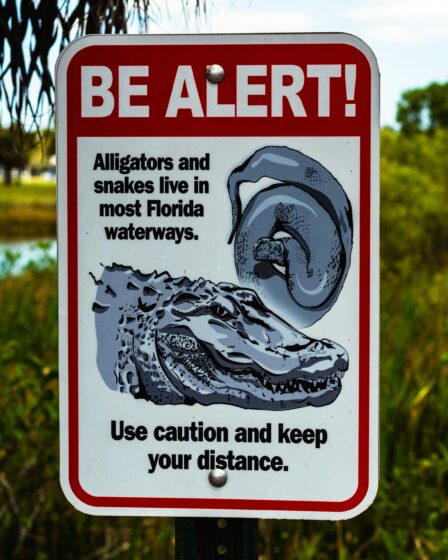 Rüyada Yılan Görmek - Gizemli Bir Mesaj mı, Yoksa Bir Uyarı mı? görseli 3