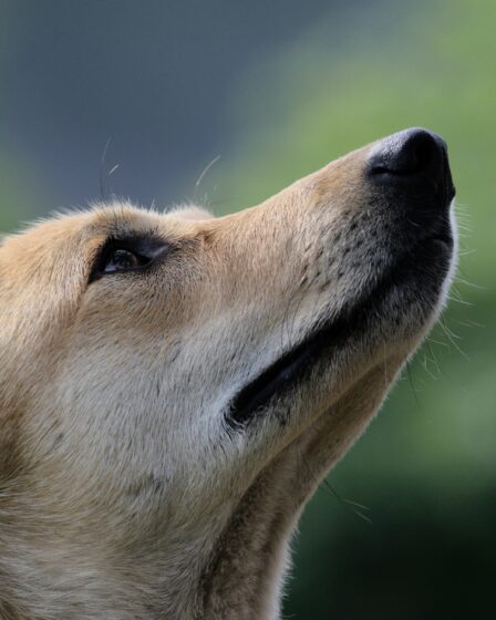 Rüyada Köpek Görmek - Bilinçaltının Fısıltıları ve Gizemli Anlamları görseli 3