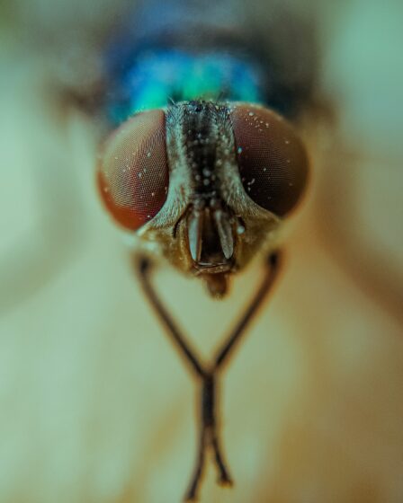 Rüyada Böcek Görmek Ne Anlama Gelir? Bilinçaltınızın Gizemli Mesajları görseli 3