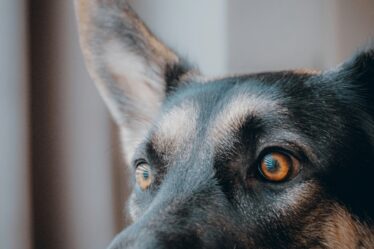 Rüyada Köpek Görmek Ne Anlama Gelir? görseli 3
