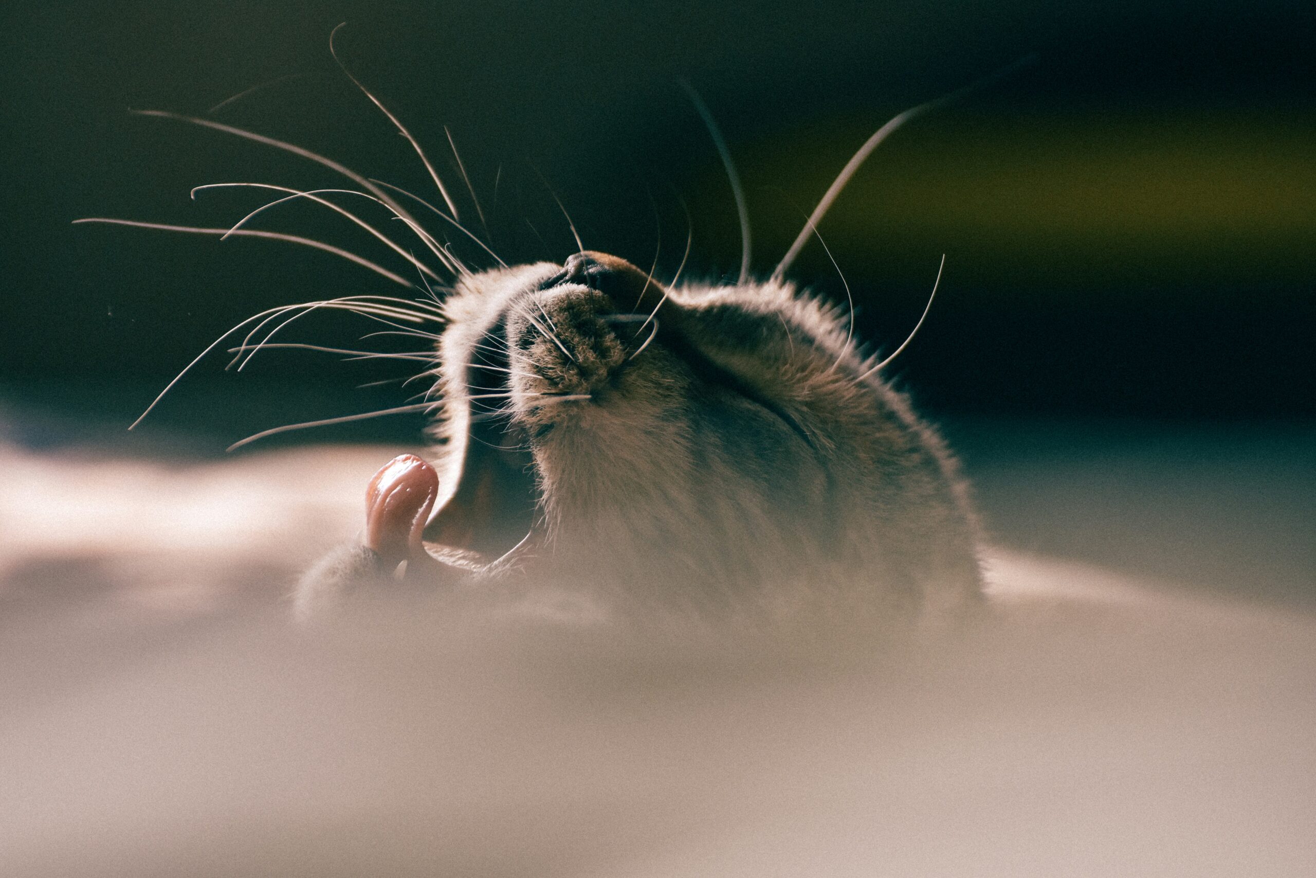 Rüyada Fare Görmek -  Bilinçaltının Gizemli Mesajları görseli 1