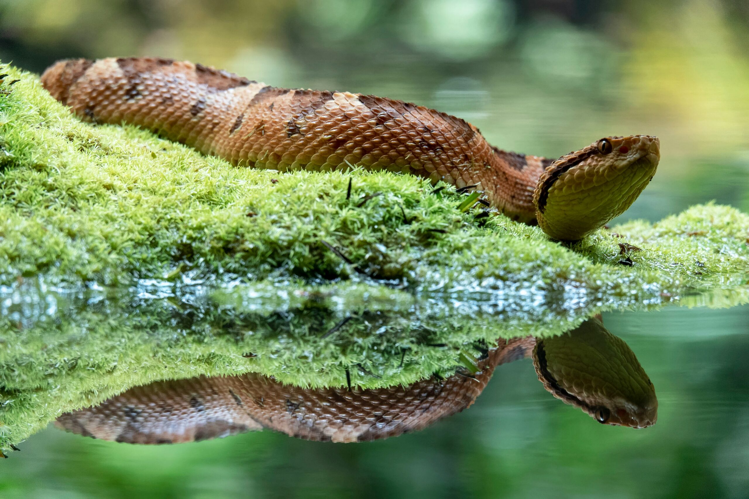 Rüyada Yılan Görmek -  Bilinçaltınızın Gizemli Mesajları görseli 1
