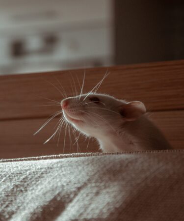 Rüyada Fare Görmek Ne Anlama Gelir? görseli 3