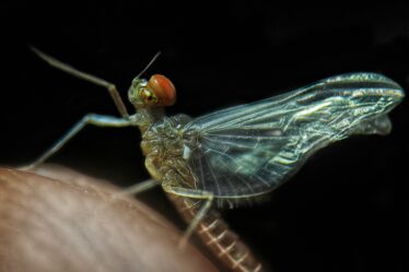 Rüyada Böcek Görmek Ne Anlama Geliyor? Bilinçaltınızdan Gelen Mesajlar görseli 3