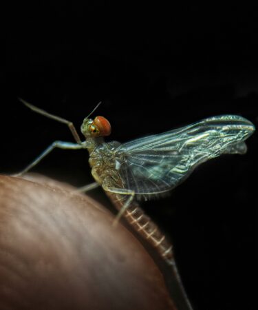 Rüyada Böcek Görmek Ne Anlama Geliyor? Bilinçaltınızdan Gelen Mesajlar görseli 3