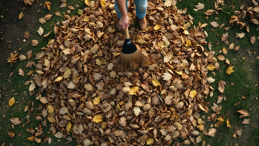 Raking leaves, twigs in a backyard, free debris removal.